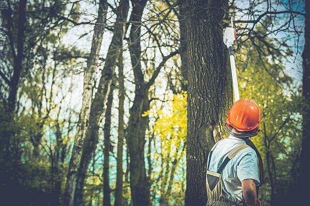 Best Tree Planting  in Gillette, WY