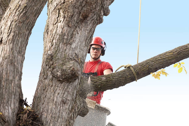 How Our Tree Care Process Works  in  Gillette, WY